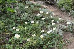 Anemone rupicola